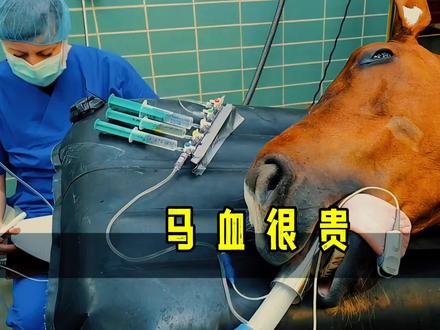 抗蛇毒血清主要原材料是马血,这是为何? #马血 #冷知识 #科普一下 #涨见识 #猎奇 #奇闻奇事 #百科知识 #奇闻 #涨知识 #马
