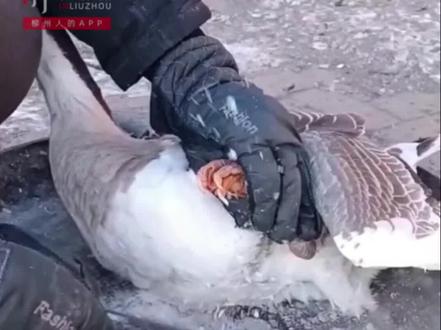 实在不行,也不是非救不可……#东北 #大鹅