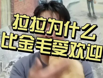 你为什么拉布拉多比金毛更受欢迎?金毛到底差在哪里了?拉布拉多和金毛选谁?其实呀,都挺好#宠物狗 #养宠进阶指南 #新手养狗 #拉布拉多#金毛
