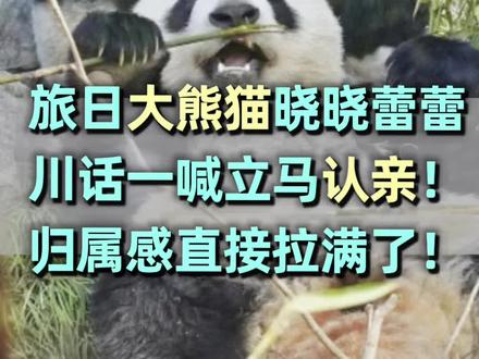 旅日大熊猫晓晓蕾蕾
川话一喊立马认亲!
归属感直接拉满了!
#大熊猫 #熊猫 #旅日大熊猫 #日本没有熊猫了 #回国