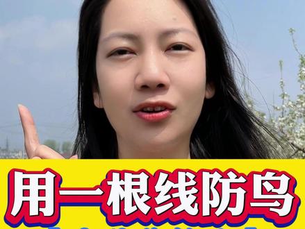 教你玉米小麦水稻高粱大豆西瓜的新型防鸟方法,一根线轻松解决,成本更低!效果更好!!#一根线防鸟 #驱鸟神器 #三农 #农业种植 #水果
