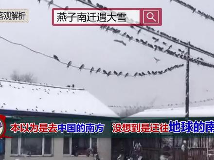燕子南迁遭遇大雪,它们最终又是迁到哪里,还能回得去吗?