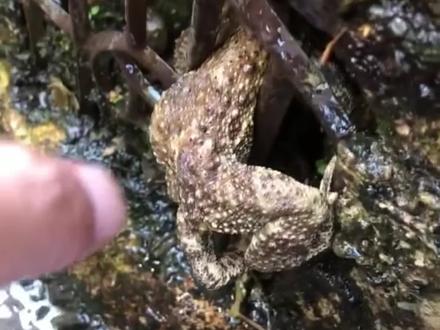 蛤蟆以为自己遇到了好人,结果……#搞笑 #万万没想到