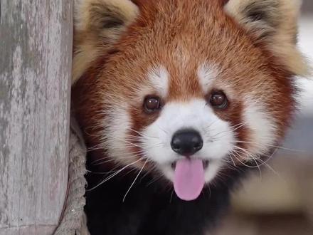 救命!小熊猫怎么可以这么可爱呀#神奇动物#小熊猫#动物科普#动物解说#可爱动物