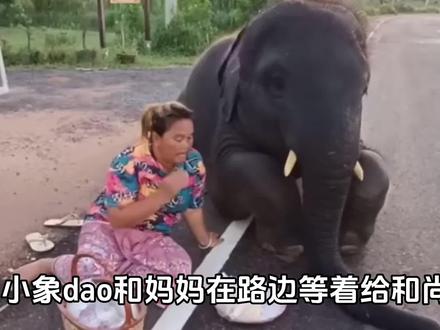 泰国小象dao的布施故事。暖心又可爱! #大象 #人与动物 #泰国生活 #泰国大象