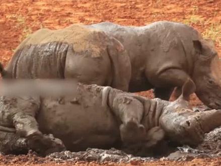 体型仅次于大象,唯一的天敌是人类