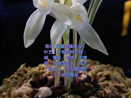 莲瓣兰十大素#精品兰花 #莲瓣兰 #花卉绿植 #爱兰花爱生活 #一花一草一世界