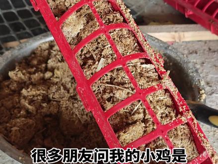 #斗鸡苗养殖 #斗鸡热门 #斗鸡文化 #进口毒液母鸡毛后代
