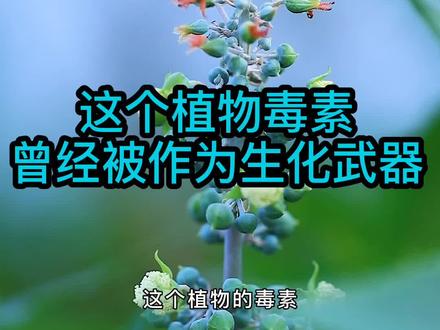 #一日一植物 蓖麻到底有没有毒加长版,看完的小伙伴请举手。 #暑期知识大作战 #寒假充电计划
