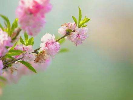 打字机打字与发电报字幕逐个出现动画效果 剪映自带音效制作 #剪映字幕特效制作 #剪映入门教程