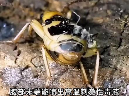 一口气带你认识96种昆虫(昆虫大合集)#昆虫 #昆虫世界