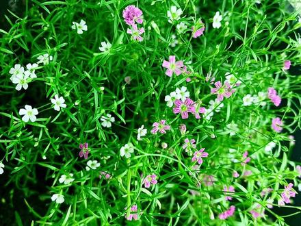 一手养的花,确实适合我。
#花语:我甘愿做配角
#满天星