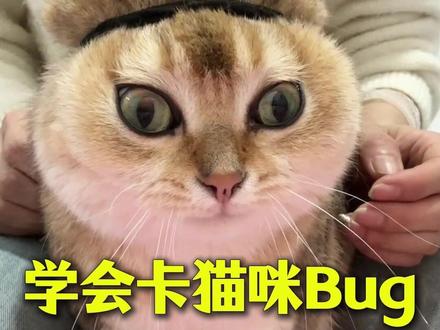 学会卡猫咪这几个系统Bug,让你轻松养猫 #猫咪 #养猫人 #养猫经验分享 #新手养猫 #科学养宠攻略