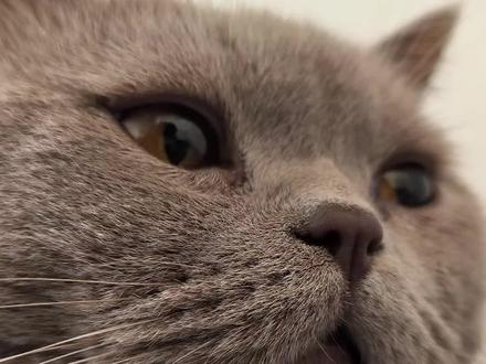 蓝猫的性格你知道吗?#记录猫咪日常 #蓝猫