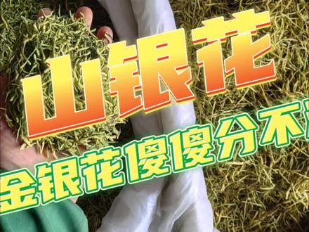 中药材山银花#金银花 #山银花 #鉴别中药材 #中医 #药材批发市场