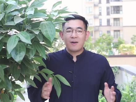 园艺师教你养平安树,这可能是关于平安树,最全面的养护教程了#花卉