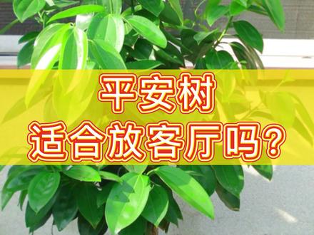 平安树是不是你家也有种植呢?#平安树 @DOU+小助手