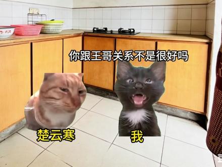 《杏子女友》第六集 #猫meme #猫meme剧场 #猫meme故事 #小说