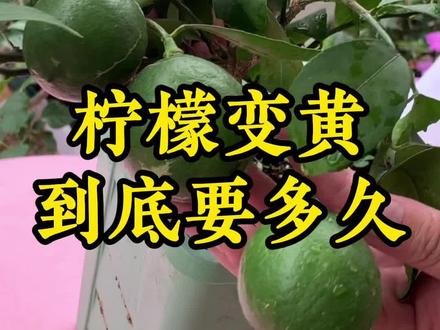 挂果四个多月,柠檬怎么还不黄? #盆栽 #香水柠檬 #柠檬树 #柠檬 #家庭种植 #养花小知识 #绿植 #阳台种植 #养花 #果树盆景