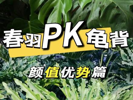还不知道春羽和龟背竹怎么选吗?
分两期给大家具体说说他们的不同
一。颜值上的不同(形态特点的不同)
一个越长越大,一个越长越高。
一个占地面面积用,一个占垂直面积用
#知识科普 #龟背竹 #家庭园艺 #花卉绿植 #养花小知识