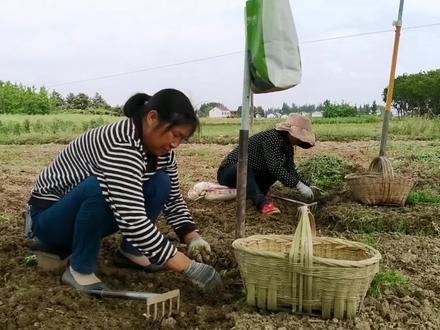 汉中大叔种3亩元胡戏称金疙瘩,收购价格历史最高,能发大财吗 #元胡 #新农人计划2022 #汉中