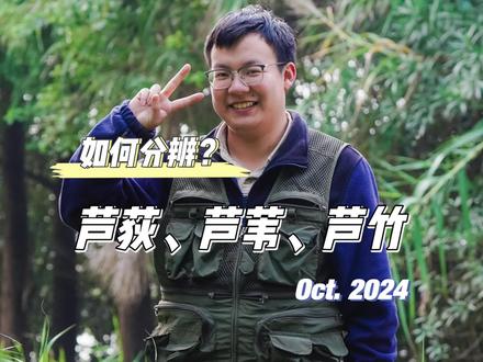 芦荻、芦苇、芦竹傻傻分不清楚?一招就能分辨! #芦苇 #芦荻 #芦竹 #如何分辨 #秋意浓