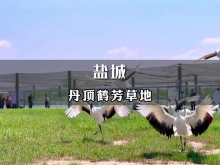 来盐城近距离观察丹顶鹤啦!还看到了丹顶鹤放飞,这次盐城的亲子游真的好充实!#国庆吃喝玩乐节 #国庆旅行指南 #十一沉浸式旅行体验 #江浙沪亲子游