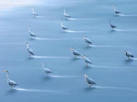 用获奖的相机拍洗脚鸟是什么体验?
起因是这样的,主包去年在成都九眼桥拍摄的“洗脚鸟”,参加比赛获得了一台价值26999元的相机,于是今年拿着奖品再来拍一次。可以看到河滩里站满了等着开席的“洗脚鸟”,他们整齐划一,等着河水把上游的自助餐冲到嘴边,此乃真正的流水席。
📍:成都市九眼桥(川大博物馆斜对面)
🕐:这段时间每天下午都有
📷:70-200mm以上焦段
拍摄参数:
搭配ND64,光圈F9,ISO50,快门0.6秒(前四张);
搭配ND1000,光圈F10,ISO100,快门3.2秒(第五张)
#拍鸟 #鸟类实拍 #成都拍照 #九眼桥 #洗脚鸟