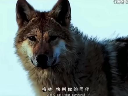 李微漪:人比狼高等,狼比人高贵。
格林:我的嗅觉很灵敏,当妈妈踏上草原的那一刻,风就告诉我了。
其实格林一直是一只走独狼,只是它的妈妈不常在小木屋。 今天第一次看到这个记录片,真的要哭死了。
#狼王格林 #神奇的动物纪录片 #重返狼群 #重返狼群十周年特别纪念版 #重返狼群背后的故事