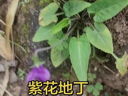 .紫花地丁介绍认识,需要使用必须有医师指导下