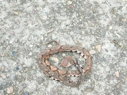 科普一下,五步蛇,俗称,尖尾腹,人被咬了以后五步就毒发身亡见到远一点#蛇🐍 #纯野生 #人与自然和谐共处