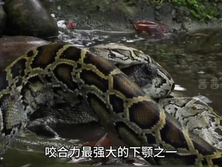 巨蟒传说:缅甸蟒#动物科普 #保护野生动物