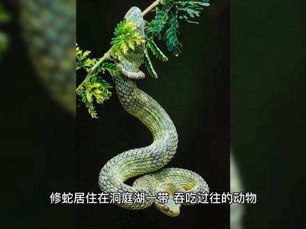 民间神话故事:后羿射巴蛇