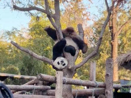 理性爱护大熊猫,了解熊猫习性别凉了热爱熊猫的饲养员的心 #大熊猫北川 #国宝熊猫 #关爱国宝大熊猫🐼🐼🐼