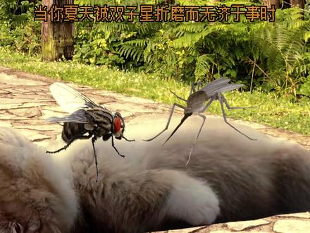 当你夏天被双子星折磨而无济于事时 #猫meme #原创动画