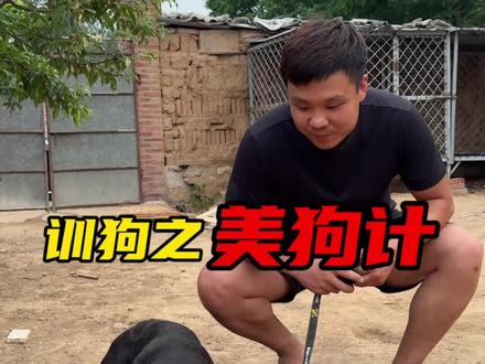 帮助大黑狗恢复自信#卡斯罗#护卫犬#流浪狗救助