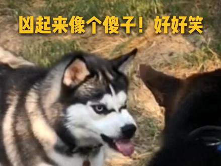 别说二哈怂 凶起来连德牧都害怕!@抖音小助手 #德牧 #二哈