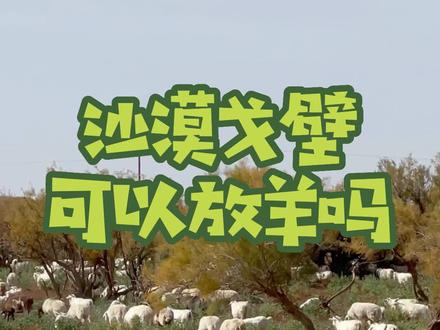 #新农人计划2022 沙漠戈壁可以放羊吗?