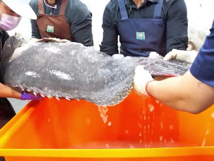 要说顶级龙胆石斑,那必须得够大条! #抖音精选 #龙趸石斑 #石斑鱼 #龙胆石斑鱼 #舌尖上的抖音