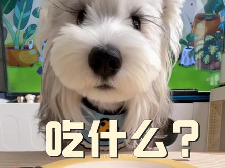 12斤雪纳瑞熟自制的一餐~(这狗怎么又挑食又护食)#不挑食的狗狗 #一看就是干饭狗 #如果狗狗会说话 #小狗今天吃什么 #配餐vlog