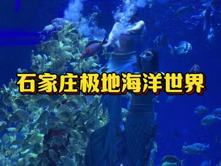 春节 假期遛娃好去处,石家庄极地海洋世界保姆级游玩攻略来了#现在出发直达海底隧道#石家庄极地海洋世界#春节去哪玩#石家庄动物园#春节遛娃好去处