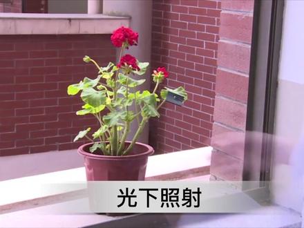 人教版-生物七上复习-第十九讲
