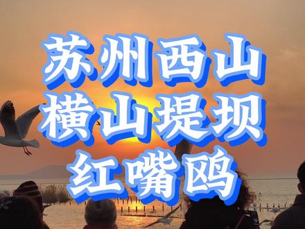 苏州免费看红嘴鸥,免费停车的好去处,苏州西山横山岛堤坝,导航搜横山堤坝公交站直接到,路两侧都是免费停车位,推荐下午三点到,先投喂红嘴鸥,再等日落,这里日落也是绝美的!#落日 #红嘴鸥 #横山岛 #苏州红嘴鸥