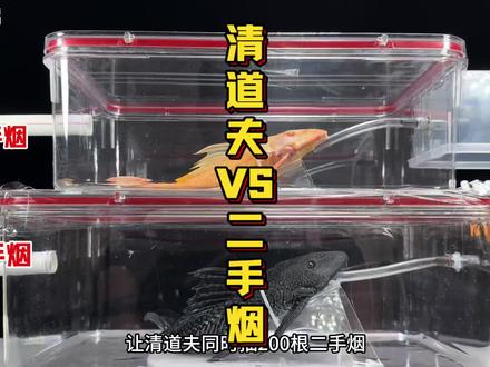 清道夫VS香烟 让清道夫抽200根二手烟和一手烟#清道夫 #抽烟有害健康 #戒烟 #趣味实验 #58同城