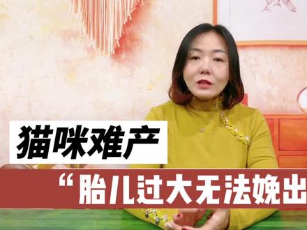猫咪难产,胎儿过大无法生产的情况,爽姐教你!