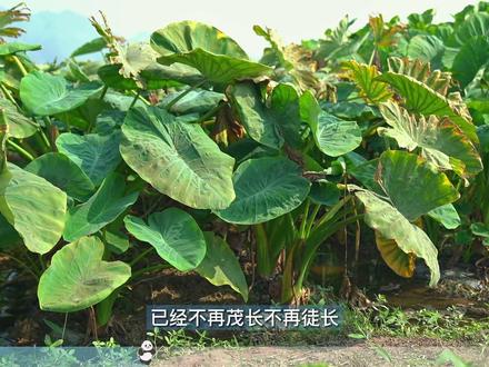 芋头二次控旺的失败案例,时机和用药要注意#荔浦芋头种植技术 #新农村计划2022 #乡村守护人 #来抖音学农枝