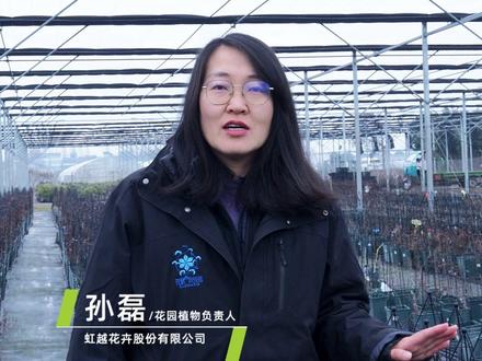 主题花为什么是铁线莲? 2026世界花园大会主题花定了:铁线莲!
4月27日 - 5月5日海宁,铁线莲成绝对主角。
高级蓝紫、重瓣复色、清新铃铛…… 不占空间、年年长大、年年爆花,种一棵就停不下来!
2026在海宁国际花卉城等你哟!!!
#2026世界花园大会 #铁线莲 #倒影 #虹越花卉 #花展