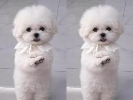 撒娇舞狗狗 撒娇舞 ai 生成 撒娇舞 ai 撒娇舞 ai 特效 撒娇舞搞笑 撒娇舞小猫 撒娇舞蹈嗯嗯嗯 撒娇手势舞嗯嗯嗯 撒娇手势舞 AI跳舞一键生成入口 overdrive ai #撒娇舞ai生成入口 #这狗真的成精了 #剪映 #动物成精 #萌宠表情包