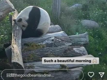 纳迪亚(丹麦奶妈)度假回来了,先向毛笋女王问好,猜测毛笋可能假孕了,星二在吃。
#大熊猫 #大熊猫星二 #大熊猫毛笋 #哥本哈根动物园