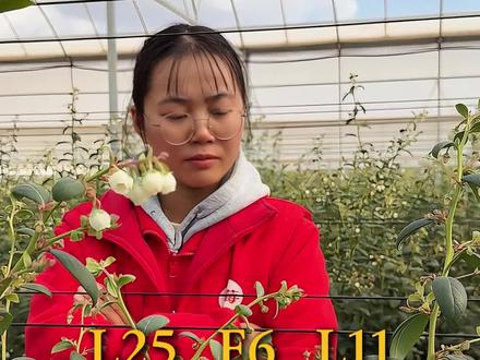 L25 F6 L11蓝莓品种到底怎么选?#小宝哥 #宝莓农业#云南蓝莓#蓝莓品种 #蓝莓